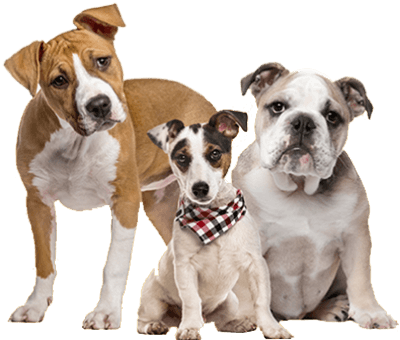 https://classickennels.je/wp-content/uploads/2019/08/3_dogs.png