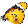 https://classickennels.je/wp-content/uploads/2019/08/butterfly.png