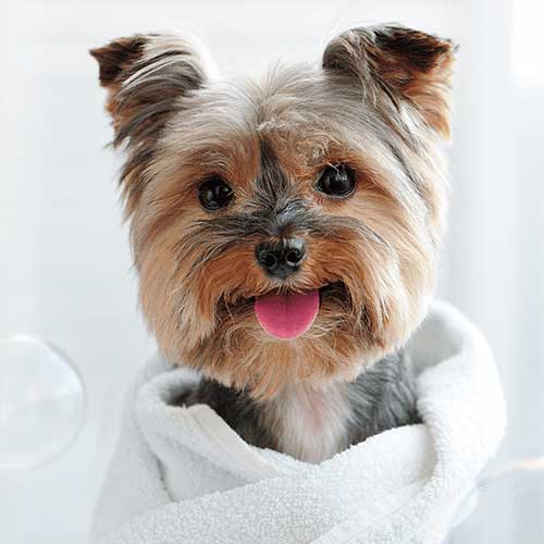 https://classickennels.je/wp-content/uploads/2023/06/yorkieintowel.jpg